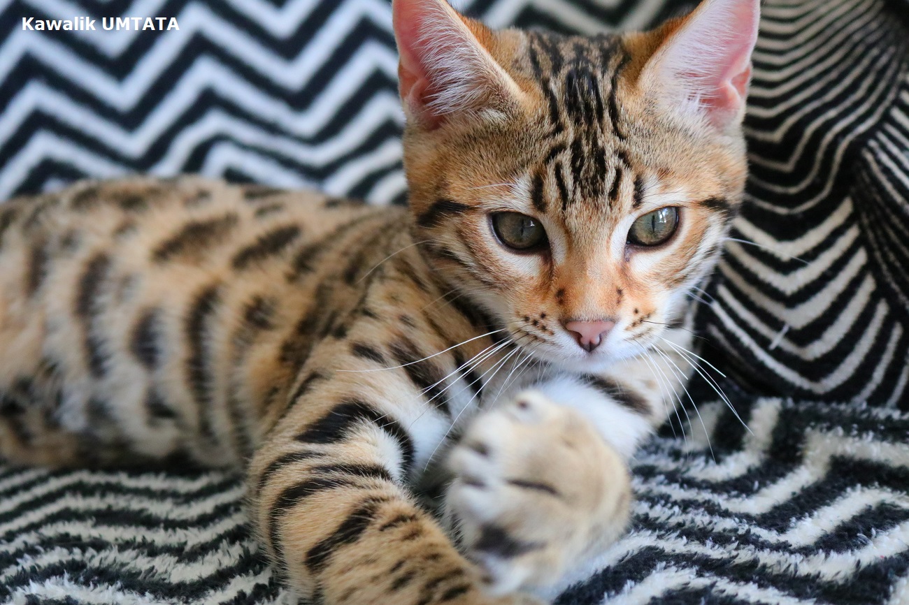 CHATON BENGAL